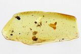 Fossil Spider, True Midge, and Fungus Gnats In Baltic Amber #315385-1